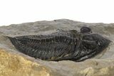 Fossil Zlichovaspis Trilobite - Atchana, Morocco #331928-3